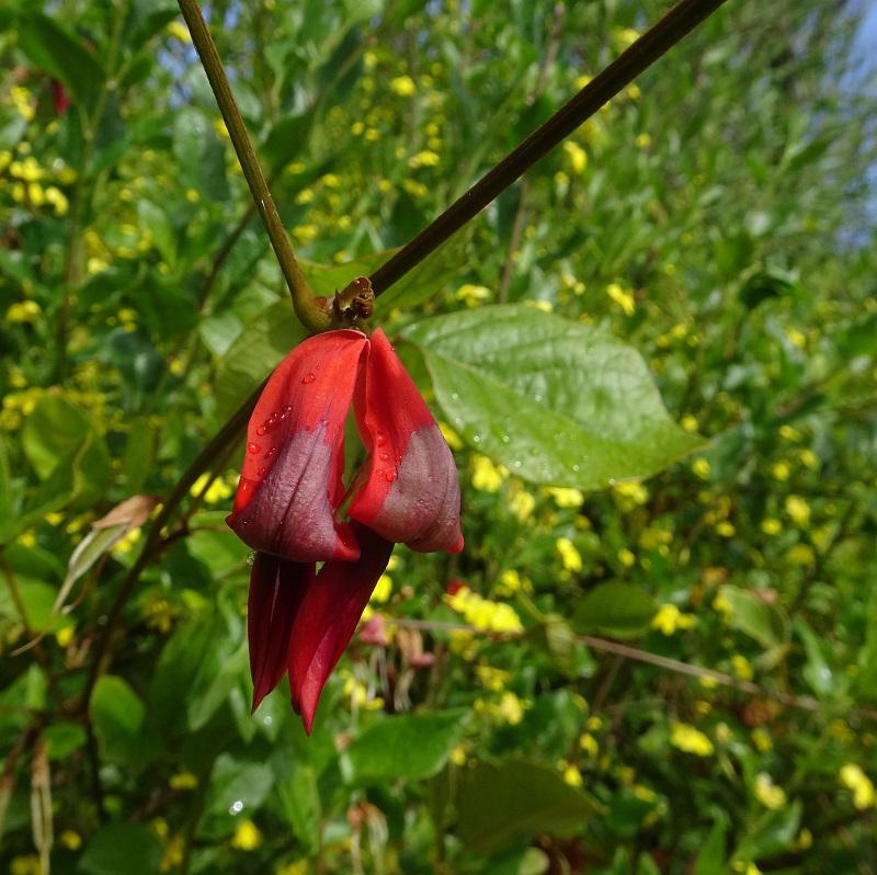 Wildflower Paradise - Spring Blooms Guide